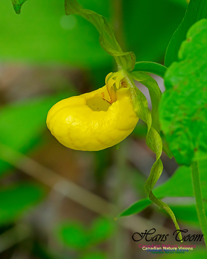 Yellow Ladies's Slipper Orchid 115