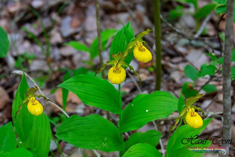 Yellow Ladies's Slipper Orchid 113