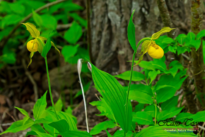 Yellow Ladies's Slipper Orchid 111