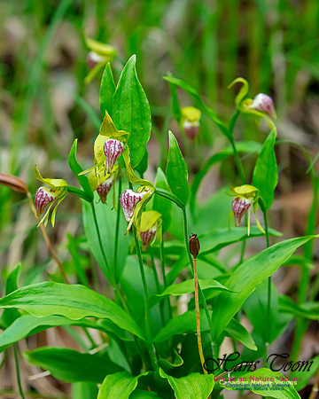 Ram's Head Orchid 124