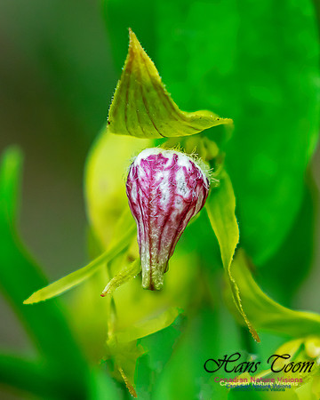 Ram's Head Orchid 122
