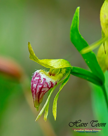 Ram's Head Orchid 121