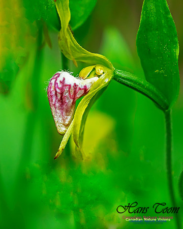 Ram's Head Orchid 119