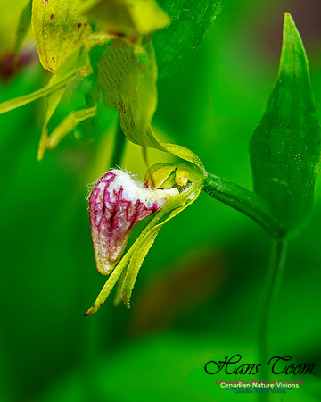 Ram's Head Orchid 114