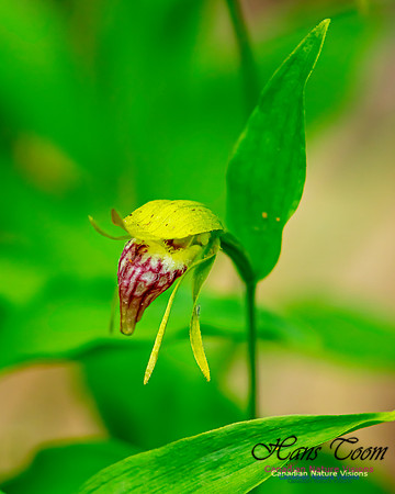 Ram's Head Orchid 113