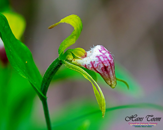 Ram's Head Orchid 112