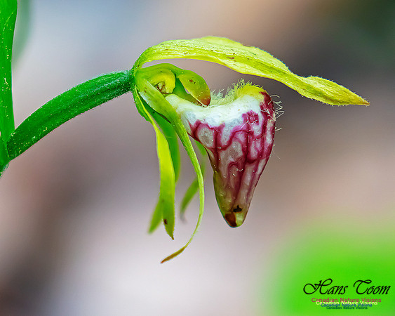 Ram's Head Orchid 110