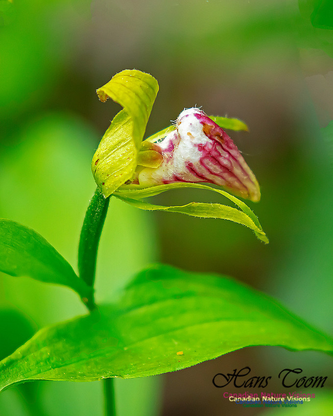 Ram's Head Orchid 107