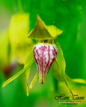 Ram's Head Orchid 101