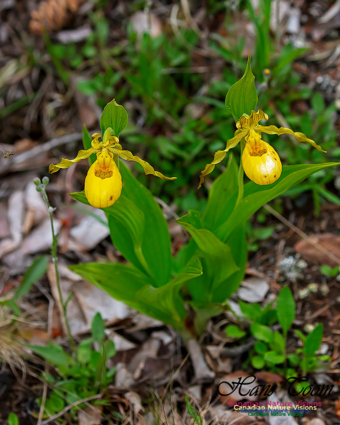 Yellow Ladies's Slipper Orchid 139