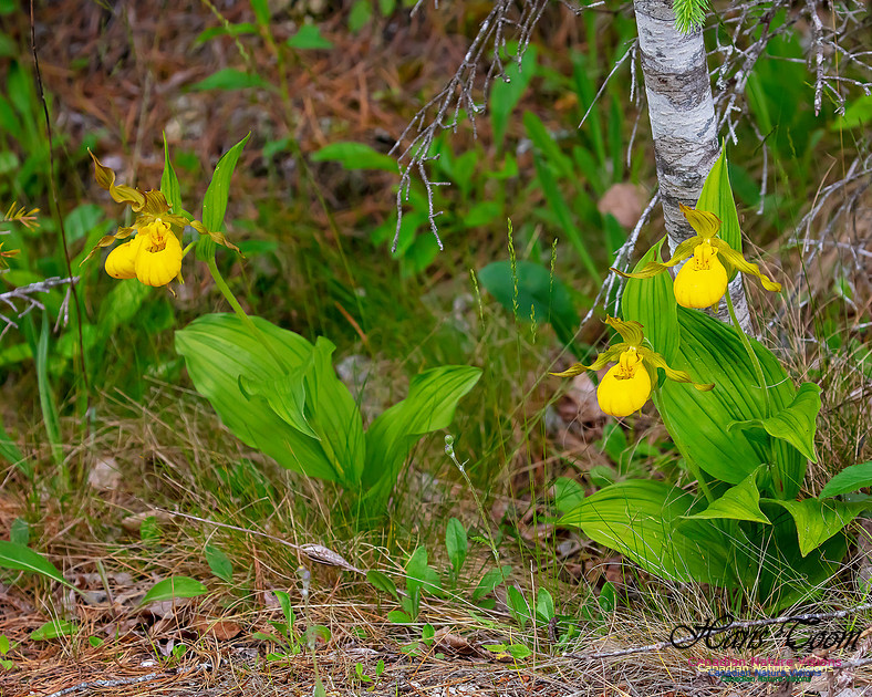 Yellow Ladies's Slipper Orchid 137