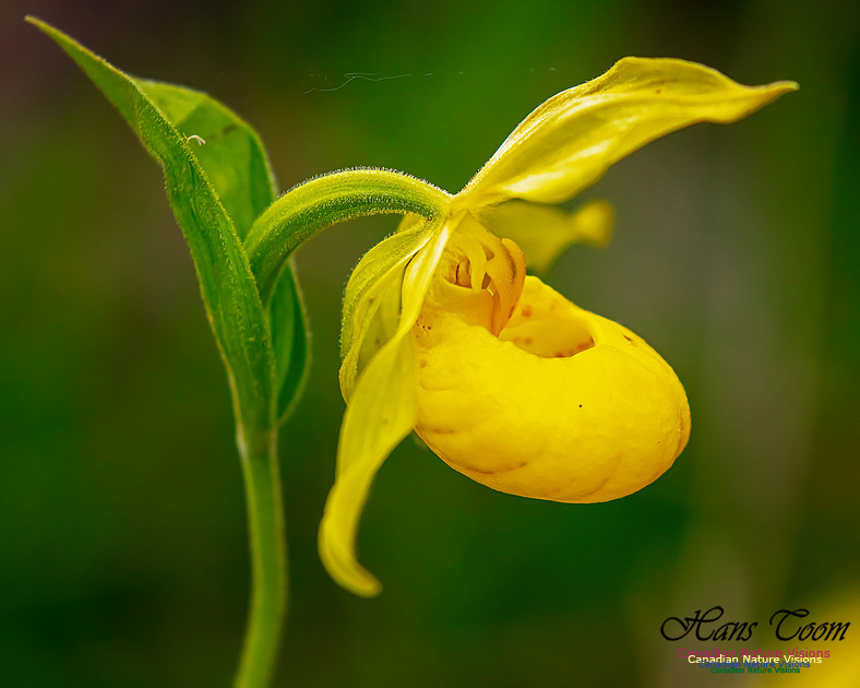 Yellow Ladies's Slipper Orchid 136