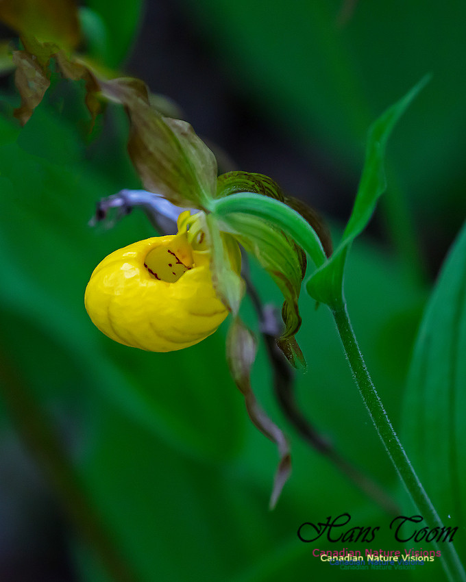 Yellow Ladies's Slipper Orchid 135