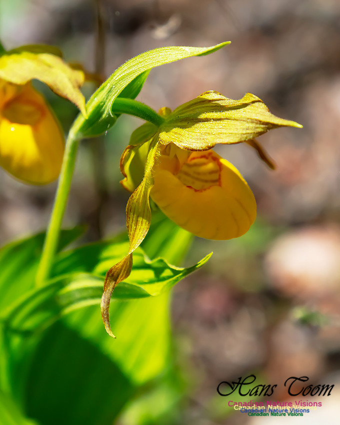 Yellow Ladies's Slipper Orchid 106