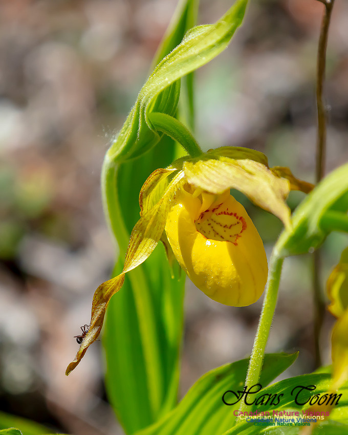 Yellow Ladies's Slipper Orchid 107