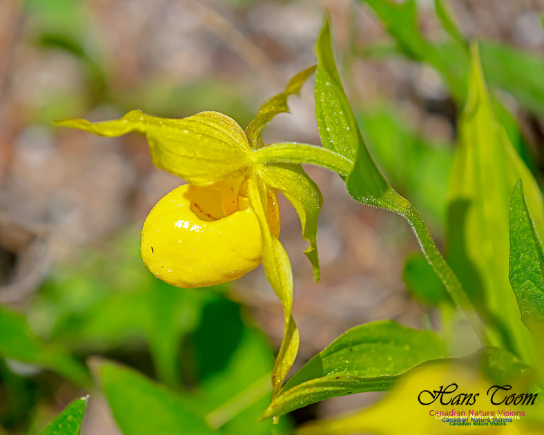 Yellow Ladies's Slipper Orchid 109