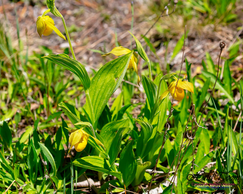 Yellow Ladies's Slipper Orchid 101