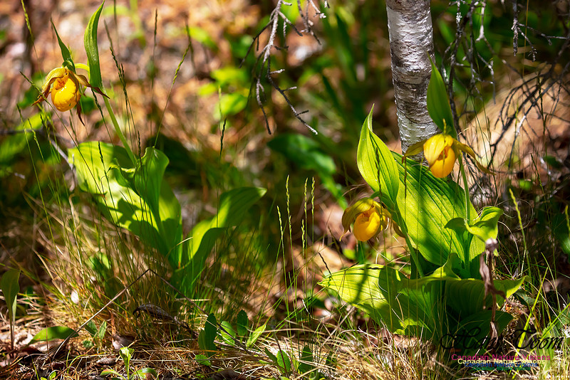 Yellow Ladies's Slipper Orchid 103