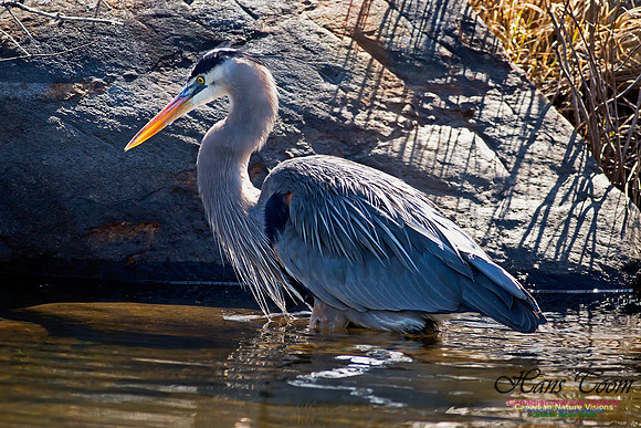 Great Blue Heron