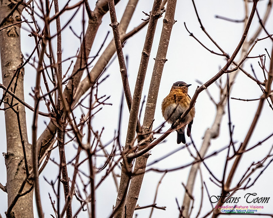 Eastern Bluebird 807