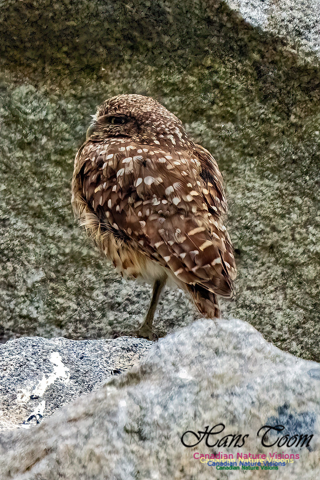 Burrowing Owl 108