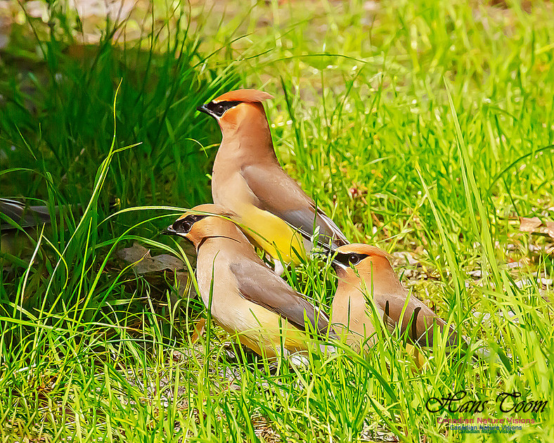 Cedar Waxwing 107