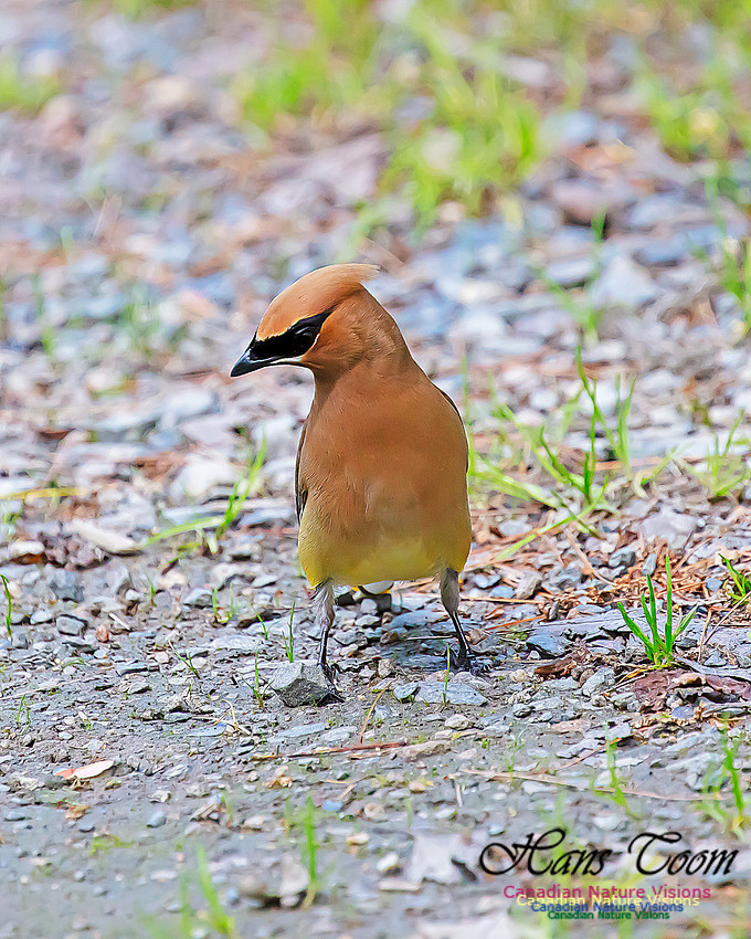 Cedar Waxwing 106