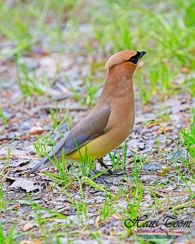 Cedar Waxwing 105