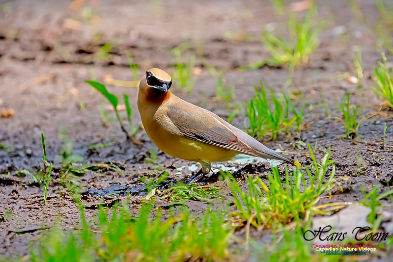 Cedar Waxwing 103