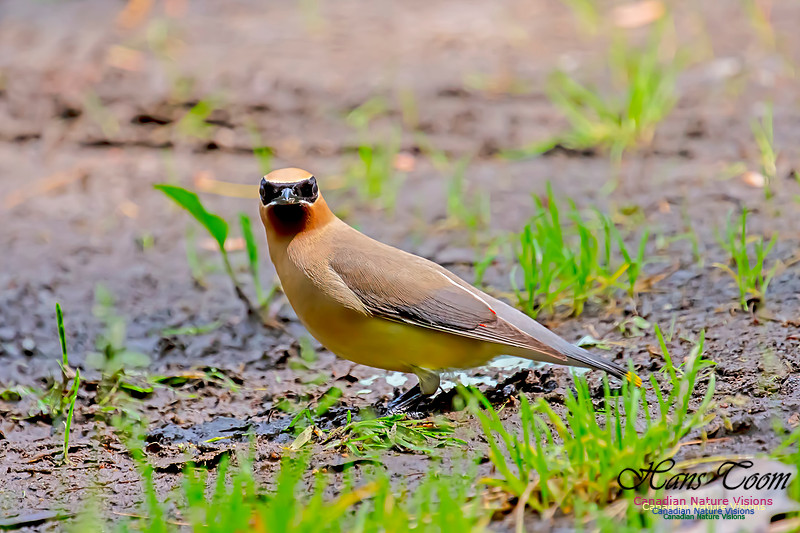 Cedar Waxwing 104
