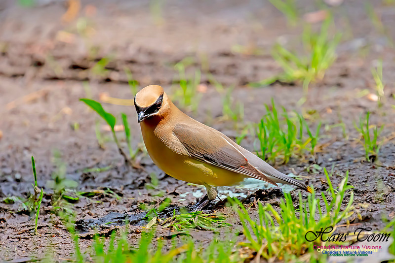 Cedar Waxwing 102
