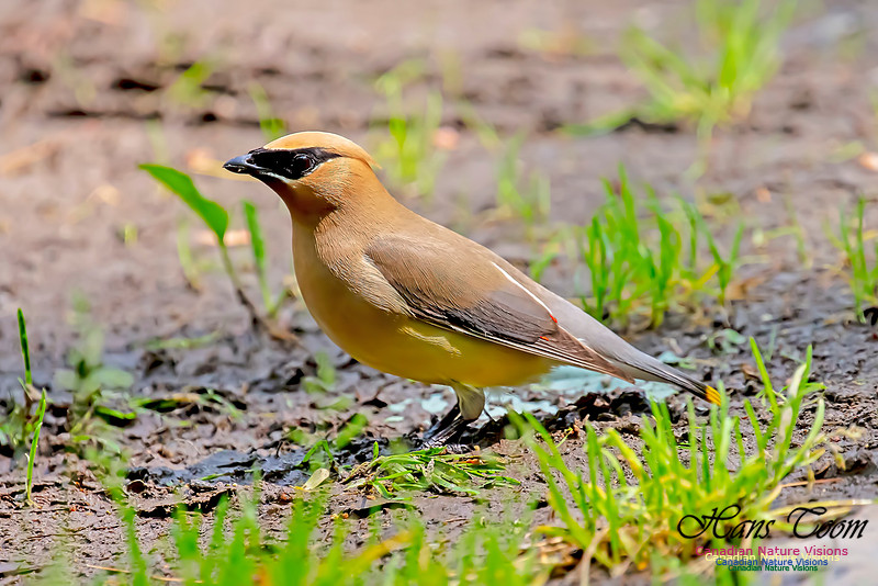Cedar Waxwing 101