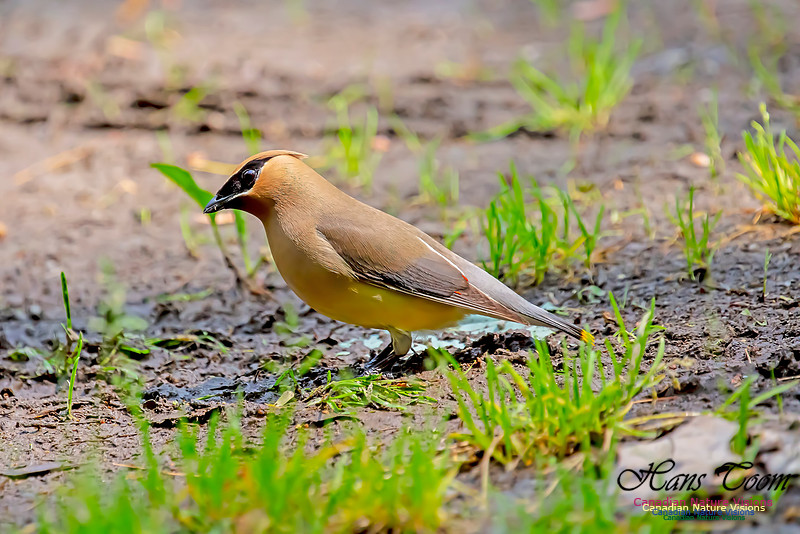 Cedar Waxwing 100
