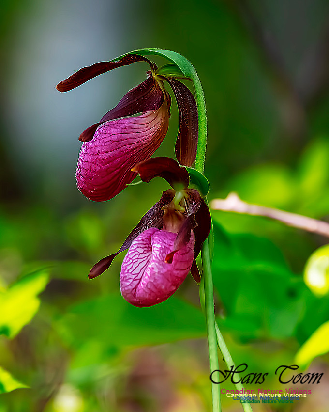 Pink Lady's Slipper Orchid 214
