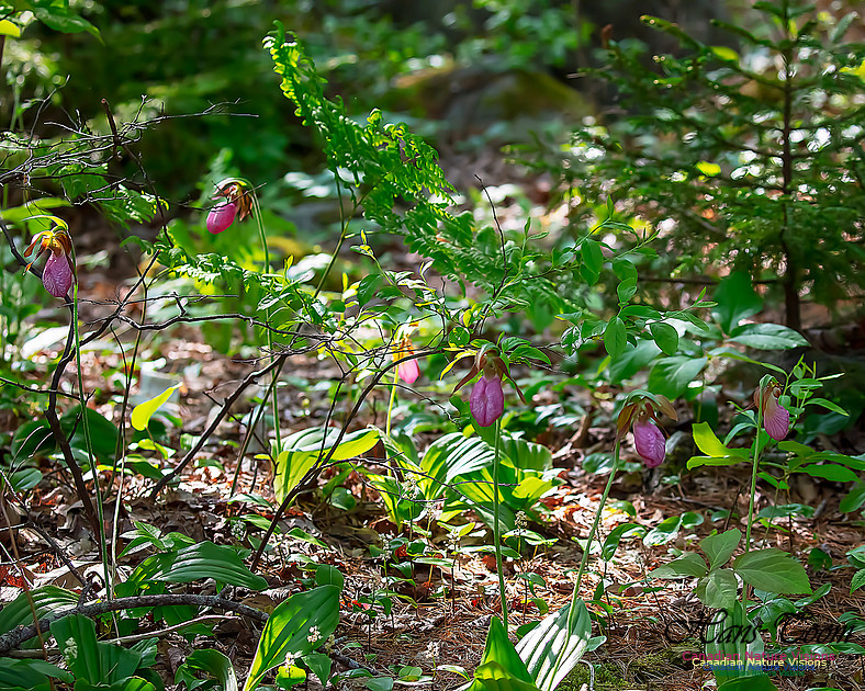 Pink Lady's Slipper Orchid 210
