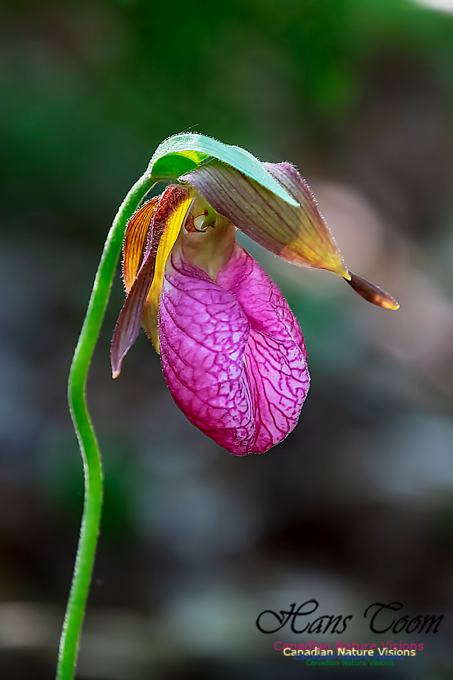 Pink Lady's Slipper Orchid 223
