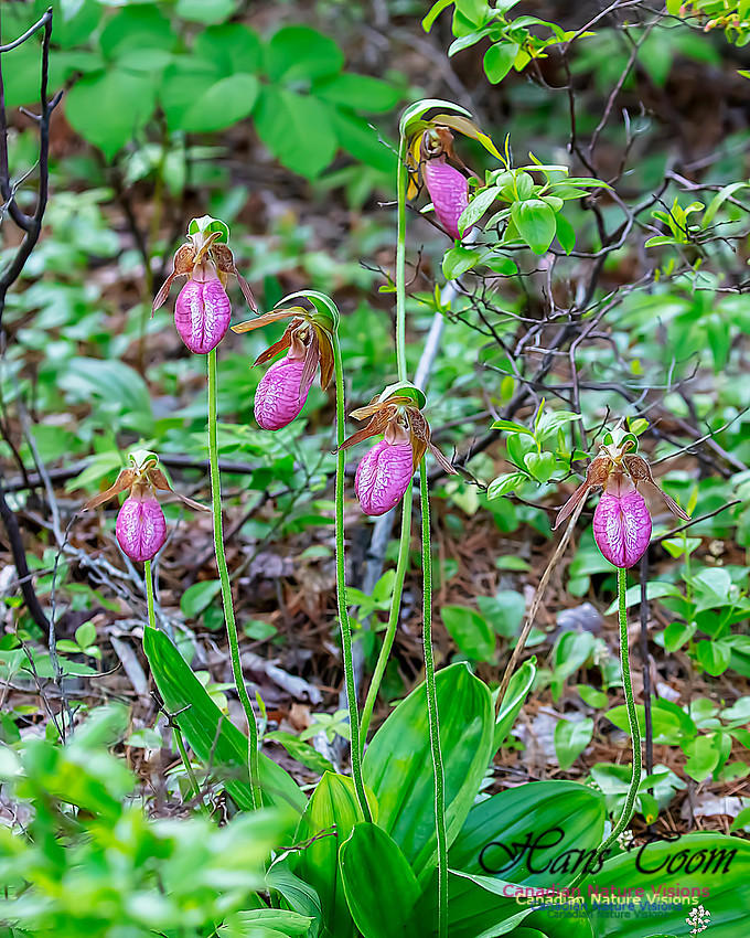 Pink Lady's Slipper Orchid 221