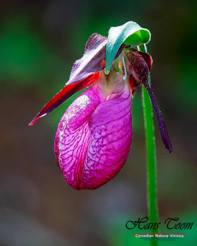 Pink Lady's Slipper Orchid 219