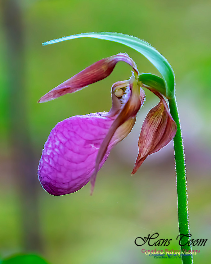 Pink Lady's Slipper Orchid 217