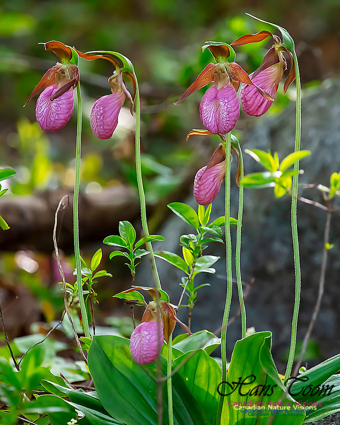 Pink Lady's Slipper Orchid 216