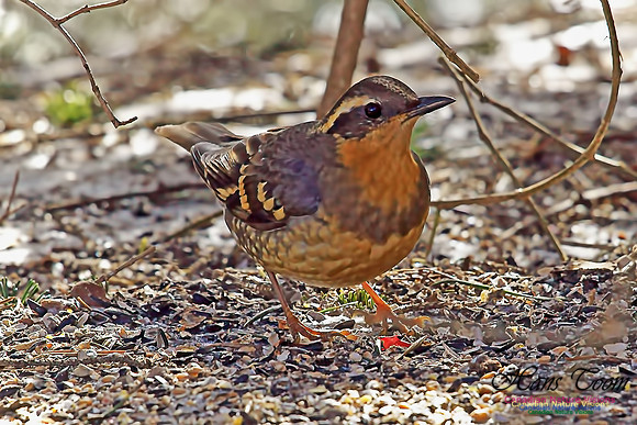 VariedThrush15-1