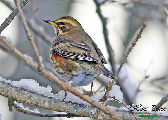 Redwing 5
