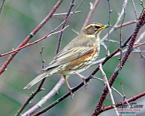 Redwing 2