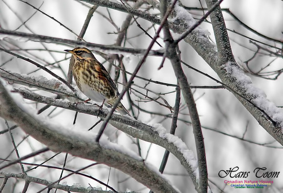 Redwing 4