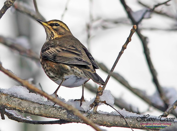 Redwing 6