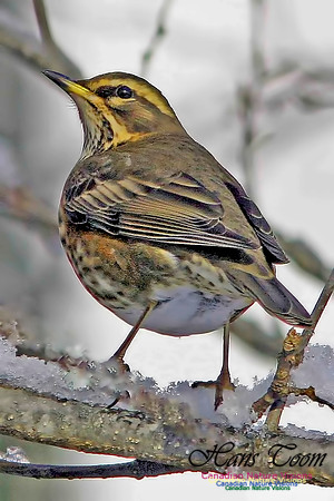 Redwing 9