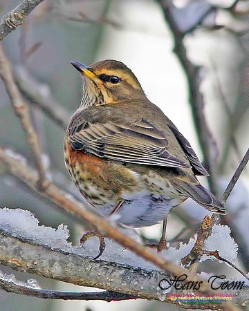 Redwing 8