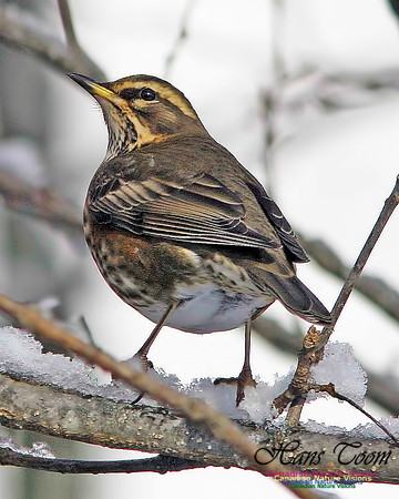 Redwing 7