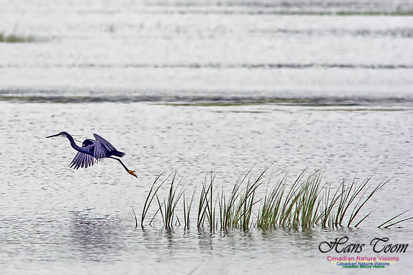 Western Reef-Heron 2