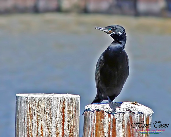 Neotropic Cormorant 5
